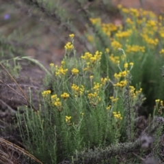 Chrysocephalum semipapposum (Clustered Everlasting) at Stirling Park - 5 Jan 2024 by Mike