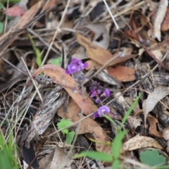 Glycine tabacina (Variable Glycine) at Stirling Park - 5 Jan 2024 by Mike