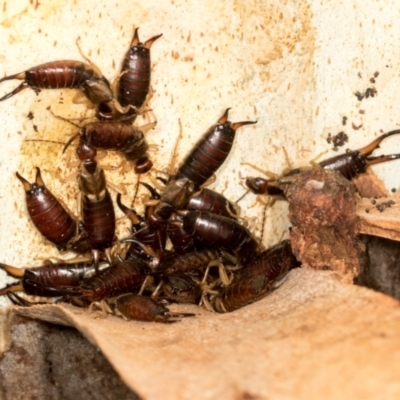 Forficula auricularia (European Earwig) at Scullin, ACT - 3 Jan 2024 by AlisonMilton