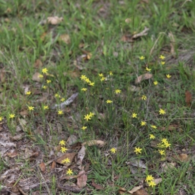 Tricoryne elatior (Yellow Rush Lily) at Stirling Park - 5 Jan 2024 by Mike