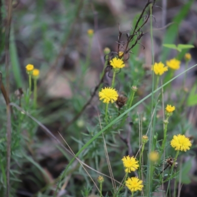 Rutidosis leptorhynchoides (Button Wrinklewort) at Stirling Park - 5 Jan 2024 by Mike