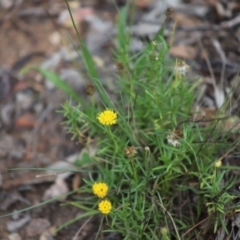 Rutidosis leptorhynchoides at Stirling Park - 5 Jan 2024