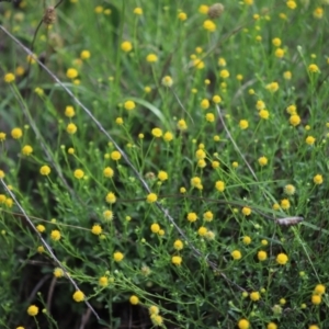 Calotis lappulacea at Stirling Park - 5 Jan 2024