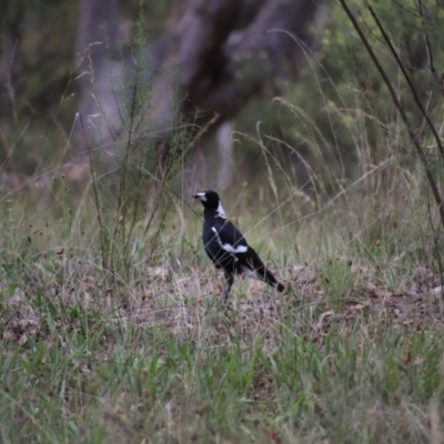 Gymnorhina tibicen (Australian Magpie) at Stirling Park - 5 Jan 2024 by Mike