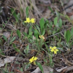 Goodenia hederacea subsp. hederacea (Ivy Goodenia, Forest Goodenia) at Stirling Park - 5 Jan 2024 by Mike