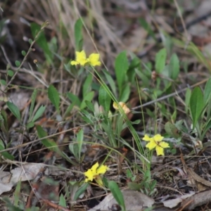 Goodenia hederacea subsp. hederacea at Stirling Park - 5 Jan 2024