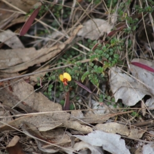 Bossiaea buxifolia at Stirling Park - 5 Jan 2024