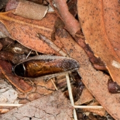 Johnrehnia concisa (A native cockroach) at Scullin, ACT - 2 Jan 2024 by AlisonMilton