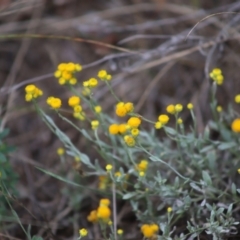 Chrysocephalum apiculatum (Common Everlasting) at Stirling Park - 5 Jan 2024 by Mike