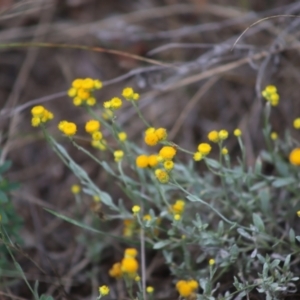 Chrysocephalum apiculatum at Stirling Park - 5 Jan 2024