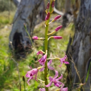 Dipodium roseum at QPRC LGA - 5 Jan 2024