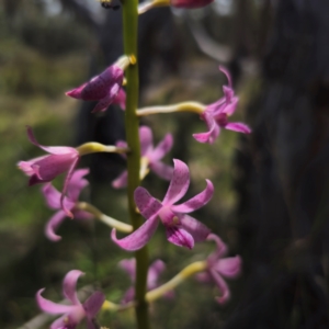 Dipodium roseum at QPRC LGA - 5 Jan 2024