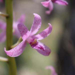 Dipodium roseum at QPRC LGA - 5 Jan 2024