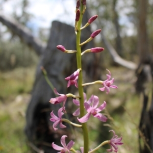 Dipodium roseum at QPRC LGA - 5 Jan 2024