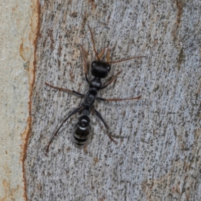 Myrmecia sp., pilosula-group (Jack jumper) at Scullin, ACT - 2 Jan 2024 by AlisonMilton