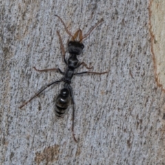 Myrmecia sp., pilosula-group at Scullin, ACT - 3 Jan 2024