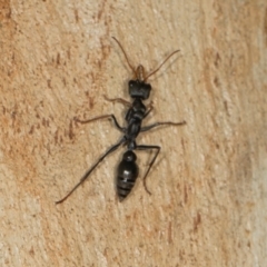 Myrmecia sp., pilosula-group at Scullin, ACT - 3 Jan 2024