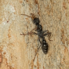 Myrmecia sp., pilosula-group at Scullin, ACT - 3 Jan 2024