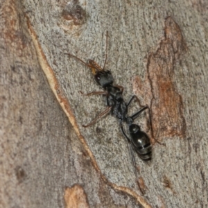 Myrmecia sp., pilosula-group at Scullin, ACT - 3 Jan 2024