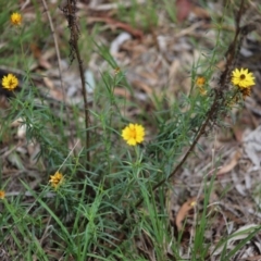Xerochrysum viscosum (Sticky Everlasting) at Stirling Park - 5 Jan 2024 by Mike