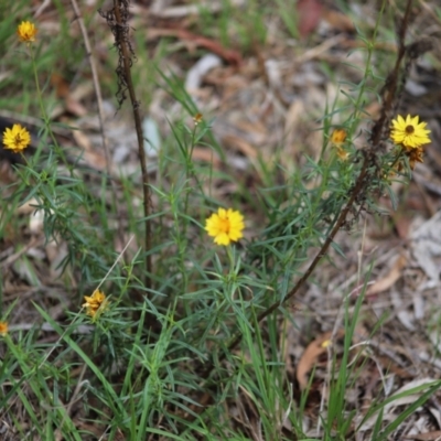 Xerochrysum viscosum (Sticky Everlasting) at Stirling Park - 5 Jan 2024 by Mike