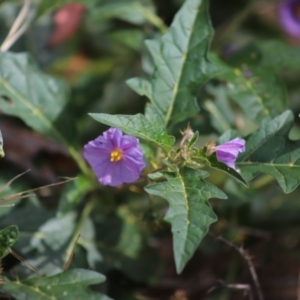 Solanum cinereum at Stirling Park - 5 Jan 2024 04:37 PM