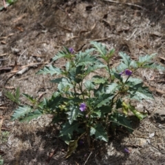 Solanum cinereum at Stirling Park - 5 Jan 2024 04:37 PM