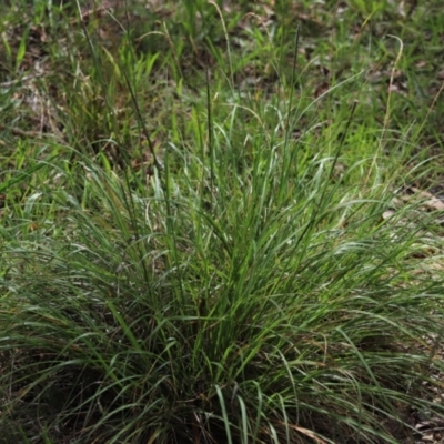 Sporobolus africanus (Parramatta Grass, Rat's Tail Grass) at GG209 - 5 Jan 2024 by Mike