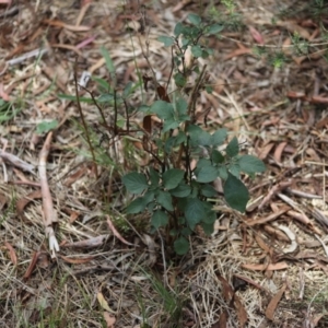 Solanum nigrum at GG209 - 5 Jan 2024 04:39 PM