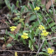 Goodenia hederacea subsp. hederacea (Ivy Goodenia, Forest Goodenia) at Stirling Park - 5 Jan 2024 by Mike