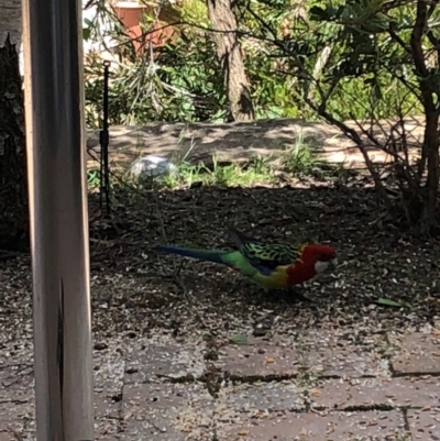 Platycercus eximius (Eastern Rosella) at Bruce, ACT - 15 Oct 2018 by Hejor1