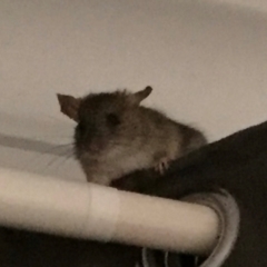 Rattus rattus (Black Rat) at City Renewal Authority Area - 29 Mar 2018 by Hejor1