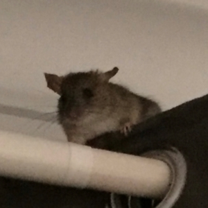 Rattus rattus at City Renewal Authority Area - 29 Mar 2018 05:14 AM