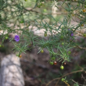 Solanum linearifolium at Stirling Park - 5 Jan 2024