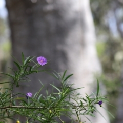 Solanum linearifolium at Stirling Park - 5 Jan 2024