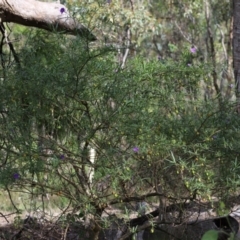 Solanum linearifolium at Stirling Park - 5 Jan 2024