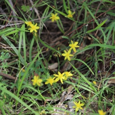 Tricoryne elatior (Yellow Rush Lily) at Stirling Park - 5 Jan 2024 by Mike