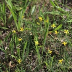 Tricoryne elatior at Stirling Park - 5 Jan 2024