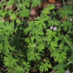 Geranium solanderi var. solanderi at Stirling Park - 5 Jan 2024 04:55 PM