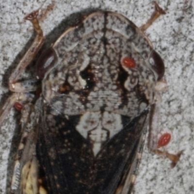 Acari (informal subclass) (Unidentified mite) at Scullin, ACT - 2 Jan 2024 by AlisonMilton