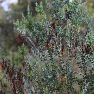 Acacia cultriformis at Stirling Park - 5 Jan 2024 04:56 PM