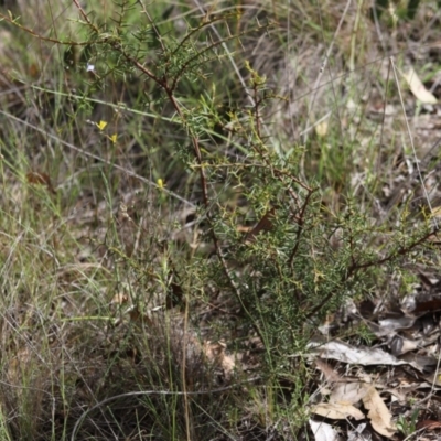 Acacia genistifolia (Early Wattle) at Stirling Park - 5 Jan 2024 by Mike