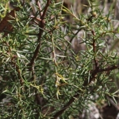 Acacia genistifolia at Stirling Park - 5 Jan 2024