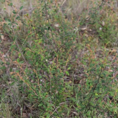 Pomaderris betulina subsp. actensis (Canberra Pomaderris) at Stirling Park - 5 Jan 2024 by Mike