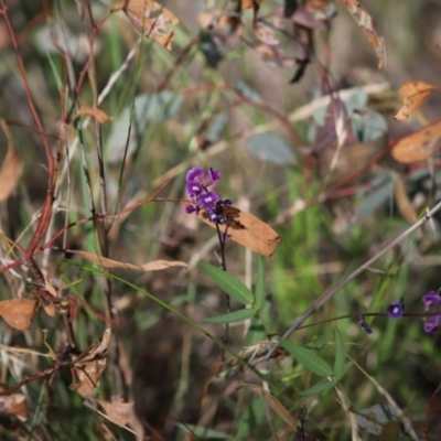 Glycine tabacina (Variable Glycine) at Stirling Park - 5 Jan 2024 by Mike