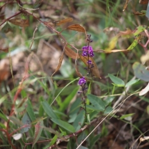 Glycine tabacina at Stirling Park - 5 Jan 2024