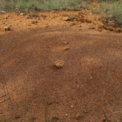 Iridomyrmex purpureus (Meat Ant) at Stirling Park - 5 Jan 2024 by Mike