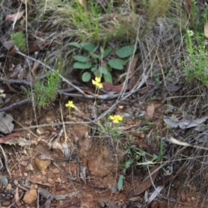 Goodenia pinnatifida at Stirling Park - 5 Jan 2024