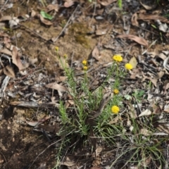 Rutidosis leptorhynchoides at Stirling Park - 5 Jan 2024