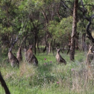 Macropus giganteus at Stirling Park - 5 Jan 2024 05:07 PM